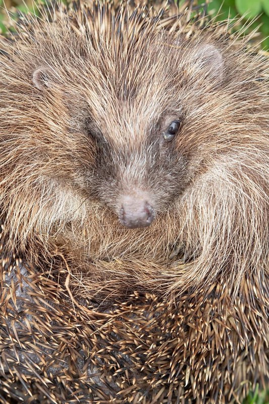 European hedgehog (Erinaceus europaeus) adult animal curled up in a ball on a garden grass lawn in summer, England, United Kingdom