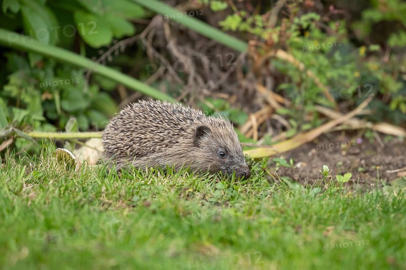European hedgehog (Erinaceus europaeus) juvenile baby animal in a garden in summer, England, United Kingdom