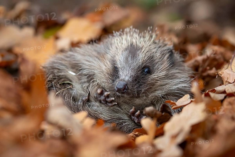 European hedgehog (Erinaceus europaeus) adult animal curled up in a ball on fallen autumn leaves in a garden, England, United Kingdom