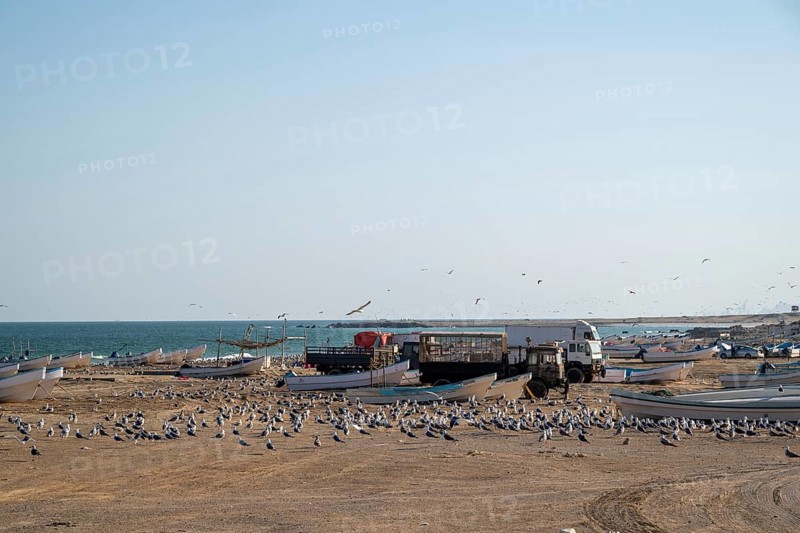 Seagulls on the beach, fishing boats and trucks, Oman