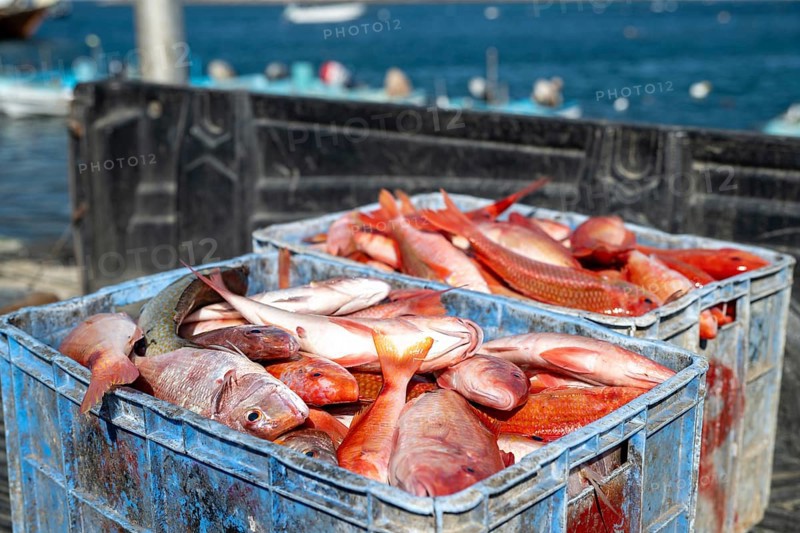Fishing boats in Mirbat harbor, fish in transport boxes, Oman