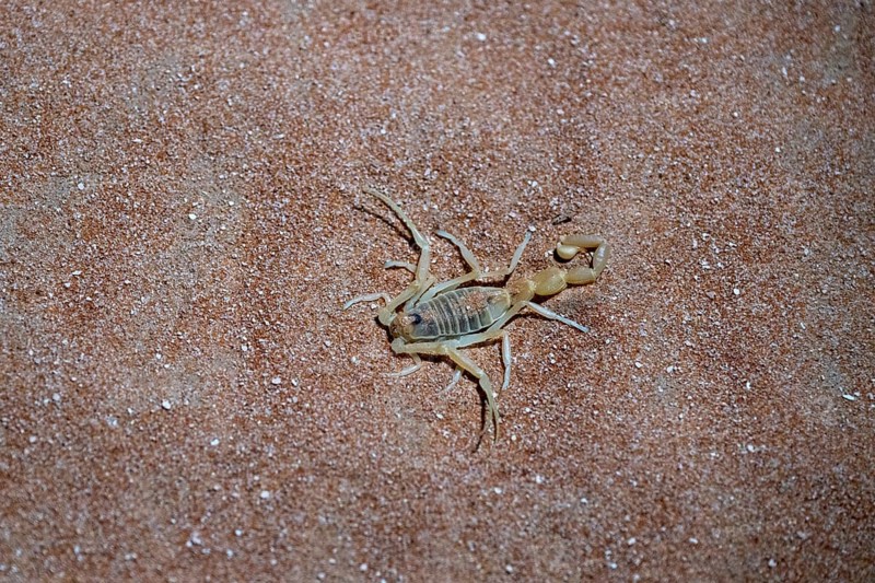 Scorpio in the desert, Rhub al Khali, Emty Quarter, Empty Quarter, Grandma