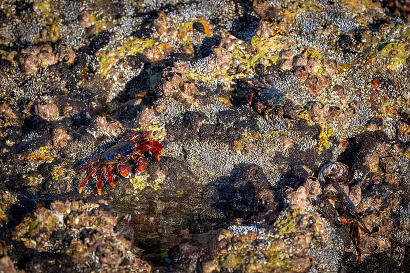 Red rock crab (Grapsus adscensionis) sitting on rock, coast, Omabn