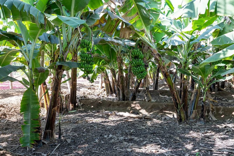 Banana trees, plantation, Salalah, Oman