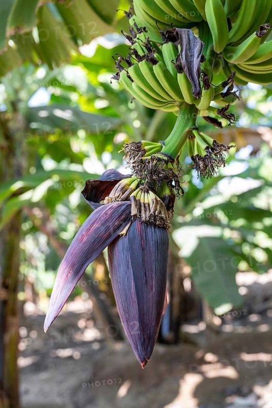 Banana trees, banana flower, plantation, Salalah, Oman