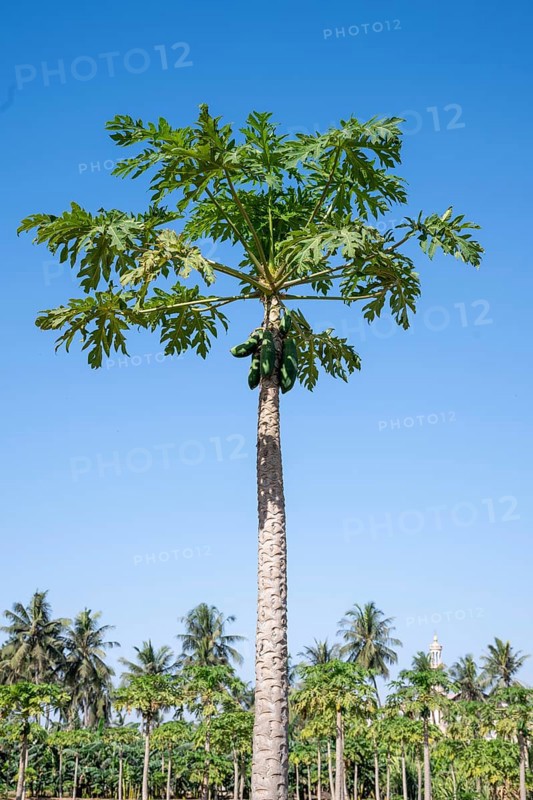 Pawpaw (Carica papaya), tree with fruit, plantation, Salalah, Oman