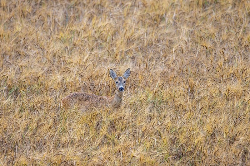 European roe deer (Capreolus capreolus) female, doe showing camouflage colours while foraging in wheat field, cornfield in summer