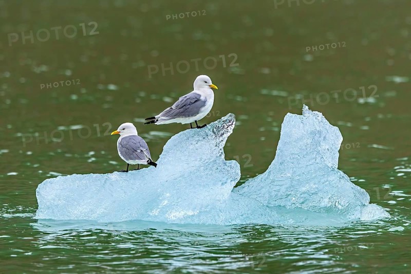 Two black-legged kittiwakes (Rissa tridactyla) in breeding plumage resting on ice floe in the Arctic Ocean in summer, Svalbard, Spitsbergen, Norway