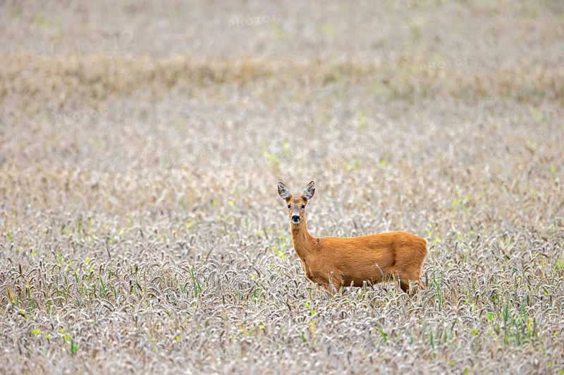 European roe deer (Capreolus capreolus) female, doe foraging in wheat field, cornfield in summer