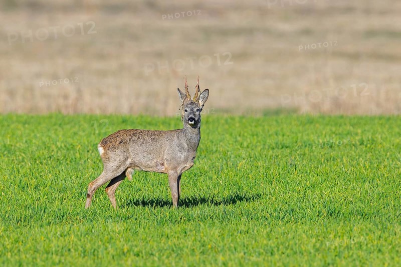 European roe deer (Capreolus capreolus) adult buck, male in grassland, meadow, shedding velvet from antlers in spring