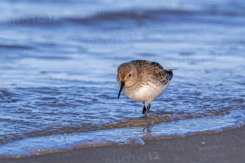 Dunlin (Calidris alpina) adult in winter plumage foraging for worms and crustaceans in swash zone / forewash on sandy beach along the North Sea coast