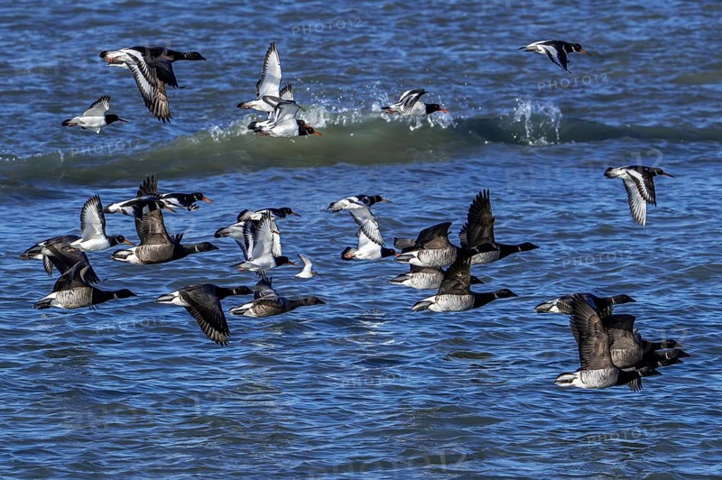 Pale-bellied brant geese (Branta bernicla hrota) flying among brent geese and common pied oystercatchers along the North Sea coast in winter