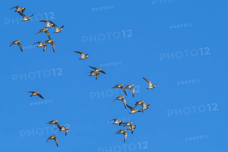 European golden plovers (Pluvialis apricaria) flock in non-breeding plumage in flight against blue sky along North Sea coast in winter