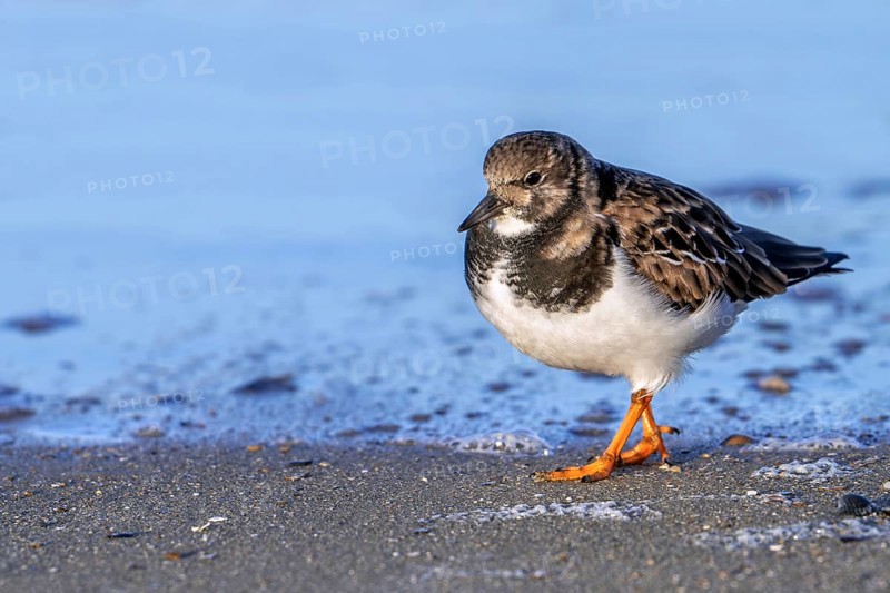 Ruddy turnstone (Arenaria interpres) adult in winter plumage foraging for invertebrates in swash zone / forewash on sandy beach along North Sea coast