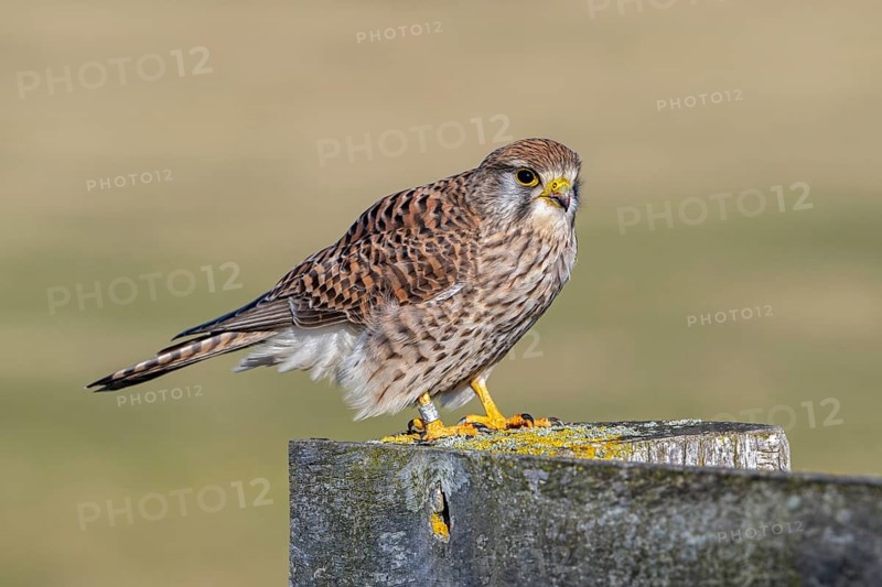 Ringed common kestrel / European kestrel (Falco tinnunculus) female perched on wooden fence post in winter