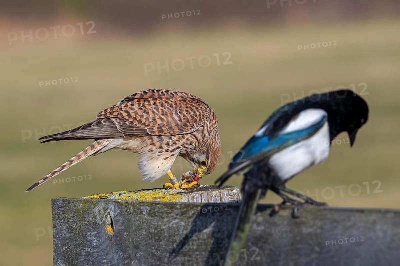 Common kestrel / European kestrel (Falco tinnunculus) female perched on wooden fence post eating caught vole prey next to Eurasian magpie (Pica pica)