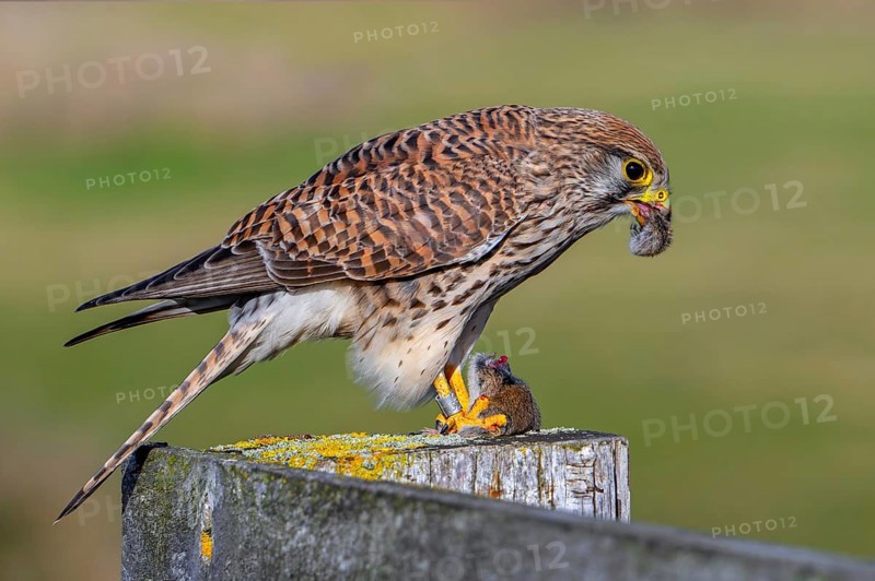 Common kestrel / European kestrel (Falco tinnunculus) female perched on wooden fence post eating caught vole prey