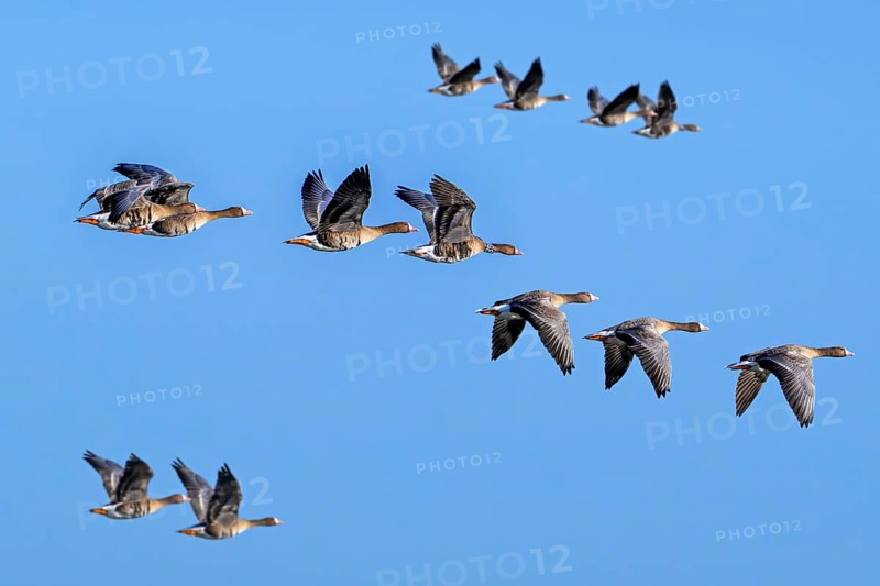Flock of migrating greater white-fronted geese (Anser albifrons) in flight against blue sky in winter