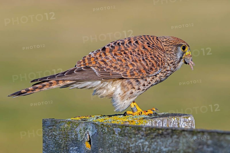 Common kestrel / European kestrel (Falco tinnunculus) female perched on wooden fence post, swallowing caught vole prey