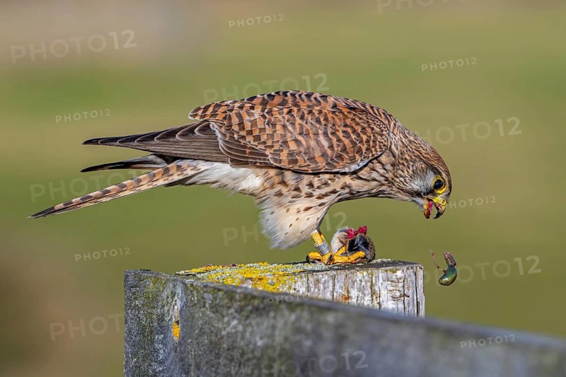 Common kestrel, European kestrel (Falco tinnunculus) female perched on wooden fence post tearing out intestines from caught vole prey while eating