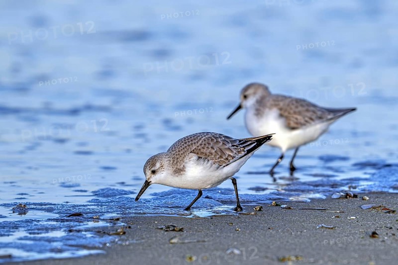 Two sanderlings (Calidris alba) adults in winter plumage foraging for crustaceans in swash zone / forewash on sandy beach along the North Sea coast