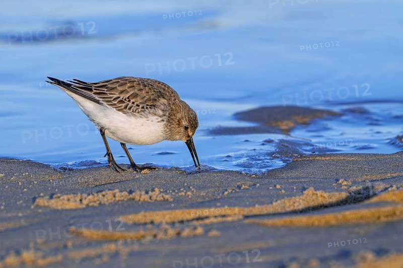 Dunlin (Calidris alpina) adult in winter plumage foraging for invertebrates in swash zone / forewash on sandy beach along North Sea coast at sunset