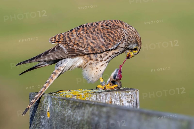 Common kestrel / European kestrel (Falco tinnunculus) female perched on wooden fence post tearing up caught vole prey while eating
