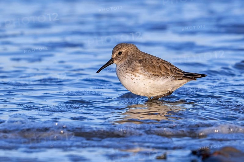 Dunlin (Calidris alpina) adult in winter plumage foraging in shallow water for worms and crustaceans in swash zone / forewash along North Sea coast