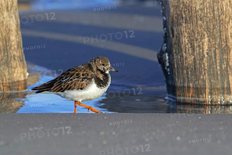 Ruddy turnstone (Arenaria interpres) adult in winter plumage foraging among wooden poles of breakwater on sandy beach along the North Sea coast