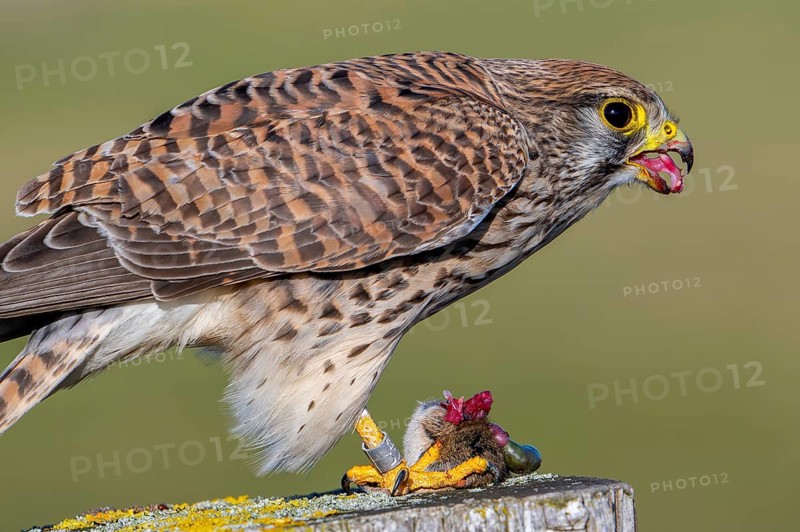 Common kestrel showing its anvil-shaped tongue with backward-facing conical papillae to facilitate swallowing and prevent food from being regurgitated