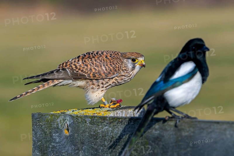 Common kestrel, European kestrel (Falco tinnunculus) female perched on wooden fence post eating caught vole prey next to Eurasian magpie (Pica pica)