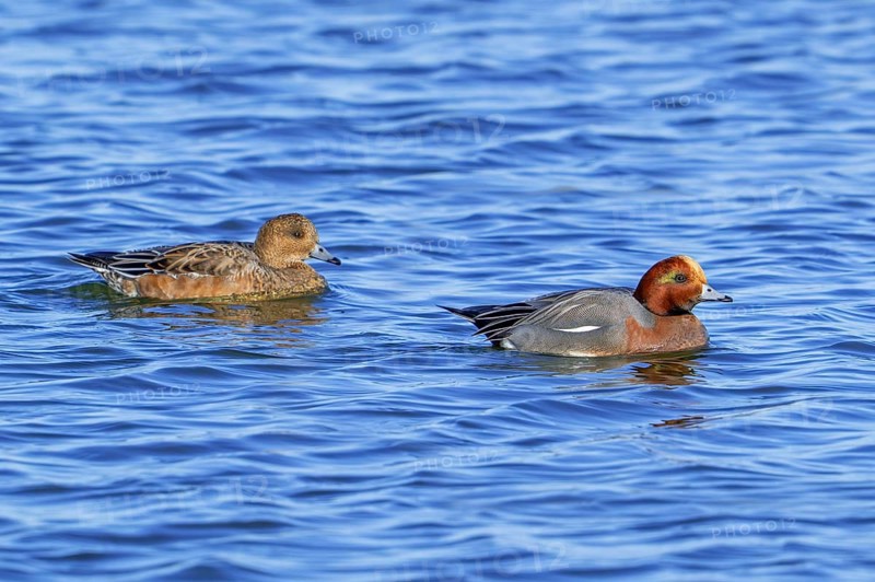 Eurasian wigeon pair / European wigeons (Mareca Penelope / Anas penelope) adult male and female dabbling ducks swimming in pond in winter