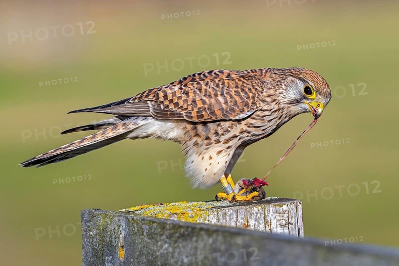Common kestrel / European kestrel (Falco tinnunculus) female perched on wooden fence post tearing out intestines from caught vole prey