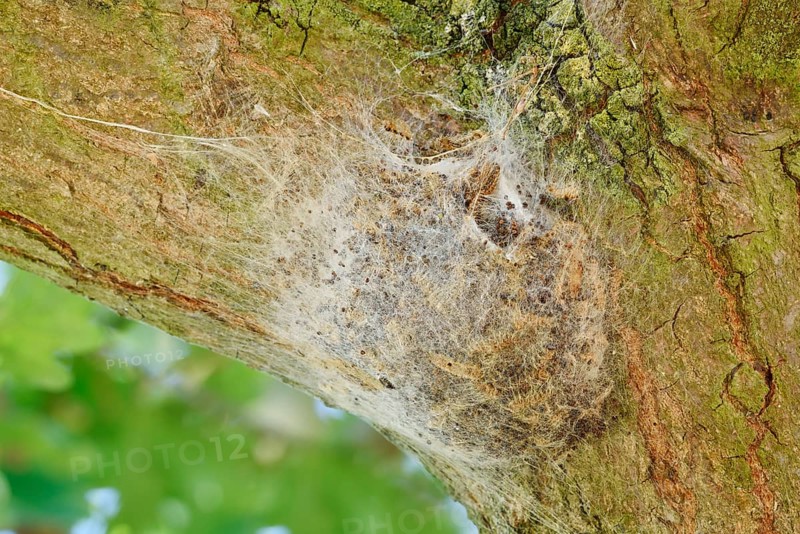 Oak processionary moth (Thaumetopoea processionea), web nest on tree trunk, North Rhine-Westphalia, Germany