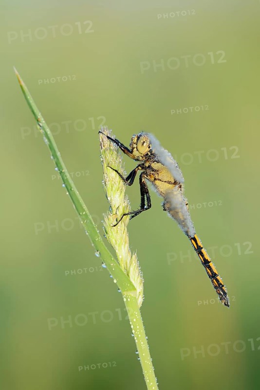 Black-tailed Skimmer (Orthetrum cancellatum), female with dewdrops, North Rhine-Westphalia, Germany