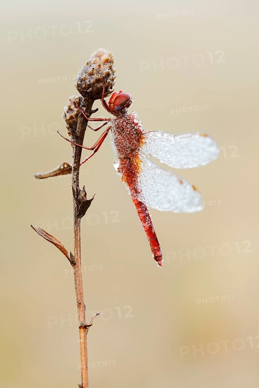 Scarlet Dragonfly (Crocothemis erythraea), male with dewdrops, North Rhine-Westphalia, Germany