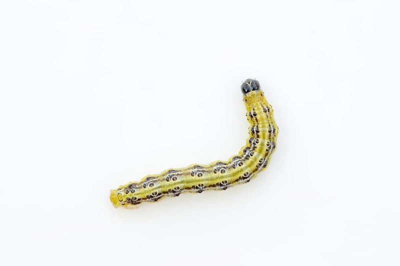 Box tree moth (Cydalima perspectalis), caterpillar on white background, North Rhine-Westphalia, Germany