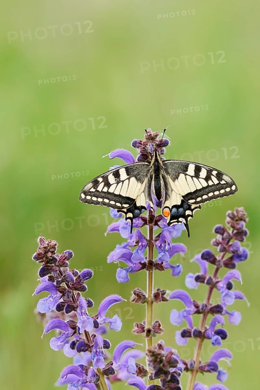 Swallowtail (Papilio machaon) in a meadow sage (Salvia pratensis), North Rhine-Westphalia, Germany