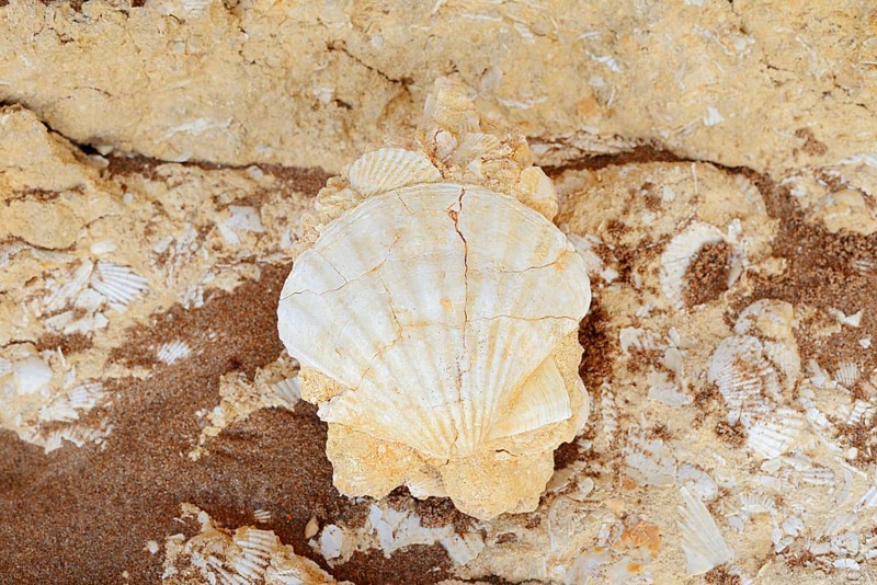 Fossil mussel shell in rocks on the coast, pilgrim mussel, Algarve, Portugal