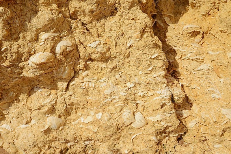 Fossil mussel shells in rocks on the coast, Algarve, Portugal