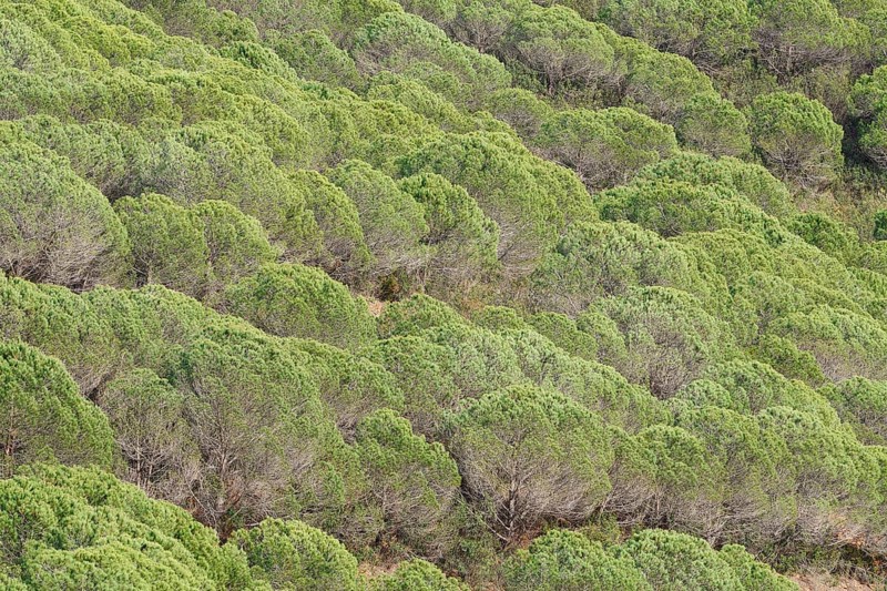 Pine trees or umbrella pines (Pinus pinea) on a mountainside, Algarve, Portugal