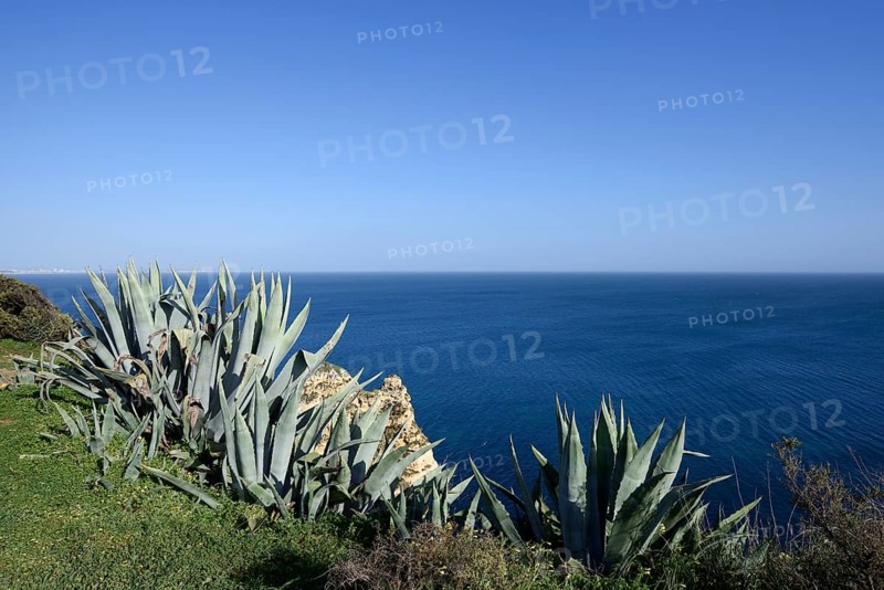 Century plant (Agave americana) on the coast, Algarve, Portugal