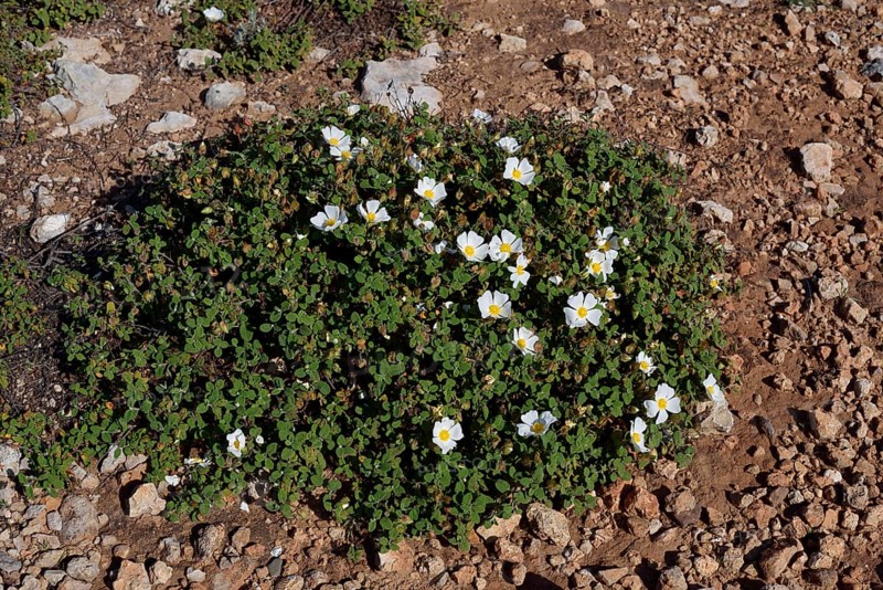 Cistus salvifolius (Cistus salviifolius), flowering, Algarve Portugal