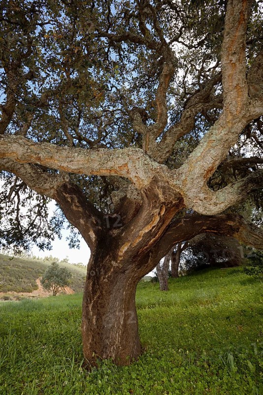 Cork oak (Quercus suber), Algarve, Portugal