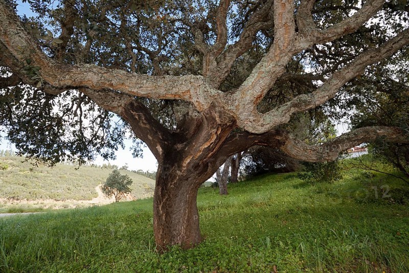Cork oak (Quercus suber), Algarve, Portugal