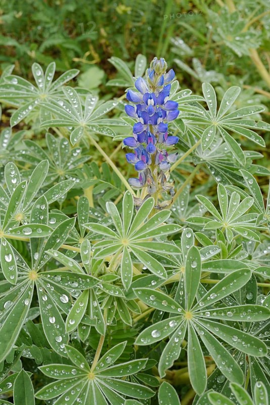 Lupine (Lupinus cosentinii), inflorescence and leaves with water droplets, Algarve, Portugal
