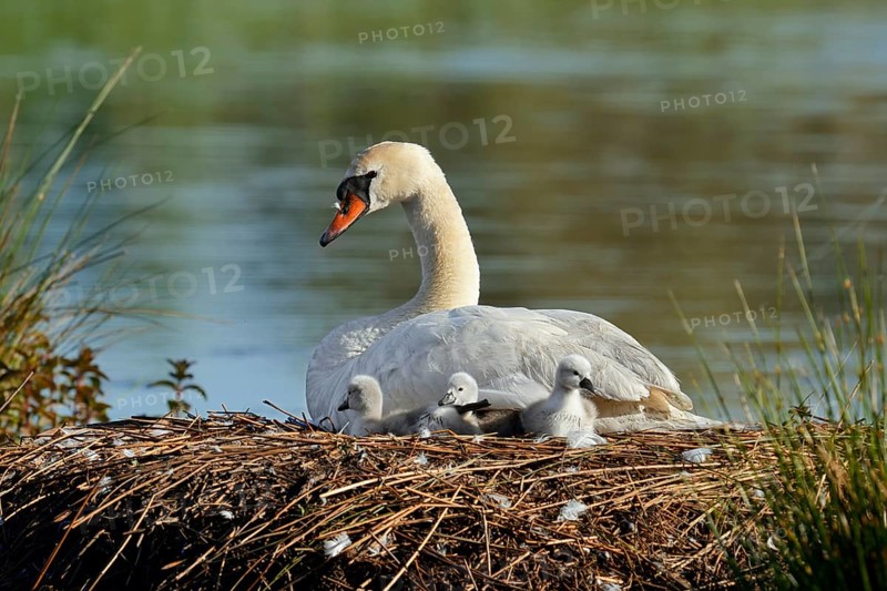 Mute swan (Cygnus olor) with chicks on the nest, North Rhine-Westphalia, Germany