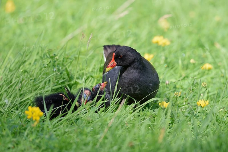 Water rail or moorhen (Gallinula chloropus) with chicks in a meadow, North Rhine-Westphalia, Germany