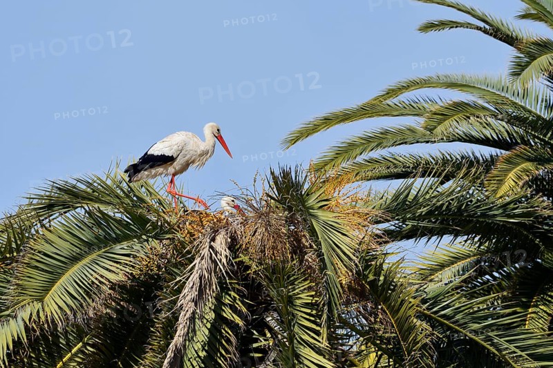 White stork (Ciconia ciconia), pair in the nest on a Canary Island date palm (Phoenix canariensis), Algarve, Portugal