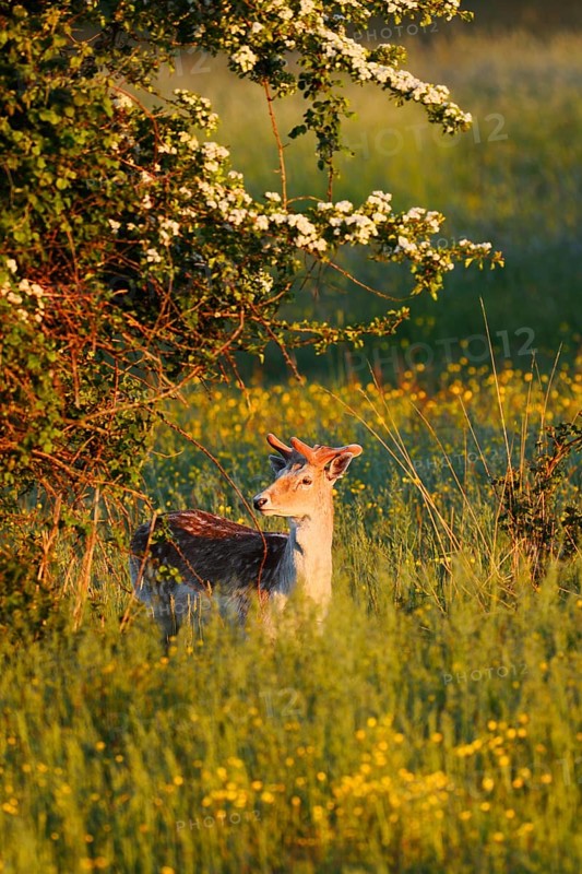 Fallow deer (Dama dama), fallow deer with velvet antlers in spring, Zeeland, Netherlands